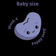 Baby size:a Poppy seed