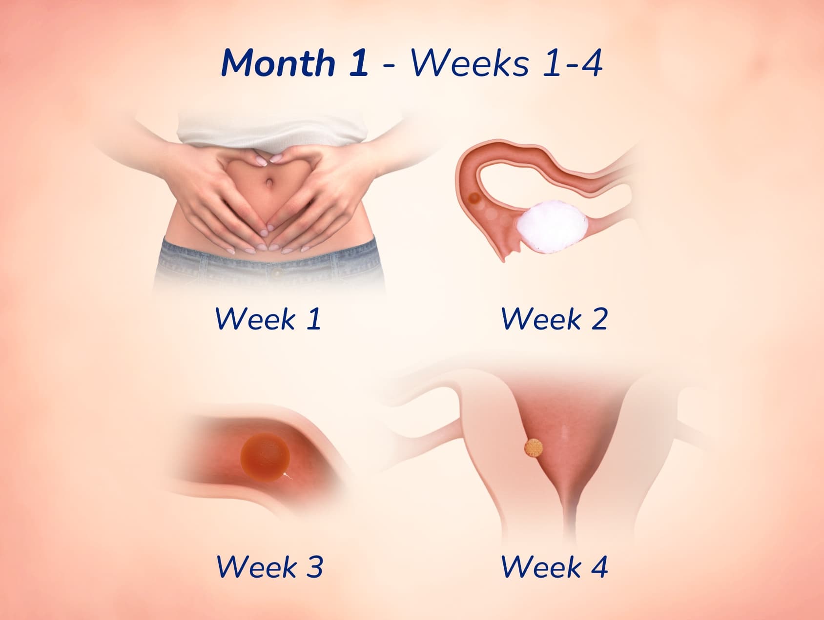 pregnant-articles-secondary-month-1-d.jpg